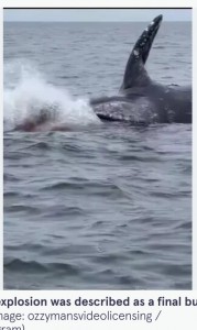 ホエールウォッチャーたちの目の前で突然爆発を起こしたクジラの死骸（画像は『The Mirror 2023年9月20日付「Astonishing moment humpback whale EXPLODES due to remarkable natural phenomenon」（ozzymansvideolicensing / Instagram）』のスクリーンショット）