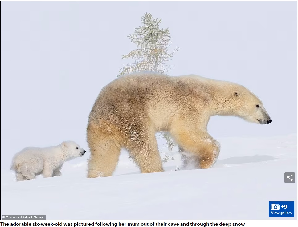 雪をかき分けて、母グマに追いつこうと一生懸命走るのは、生後6週間のまだ幼い子グマだった（画像は『Daily Mail Online　2023年9月18日付「I can’t bear it any longer! Tired polar bear covers her ears with her paws as her adorable cub causes mischief in pictures that will ring a bell with mums everywhere」（（C）Yuan Su/Solent News）』のスクリーンショット）