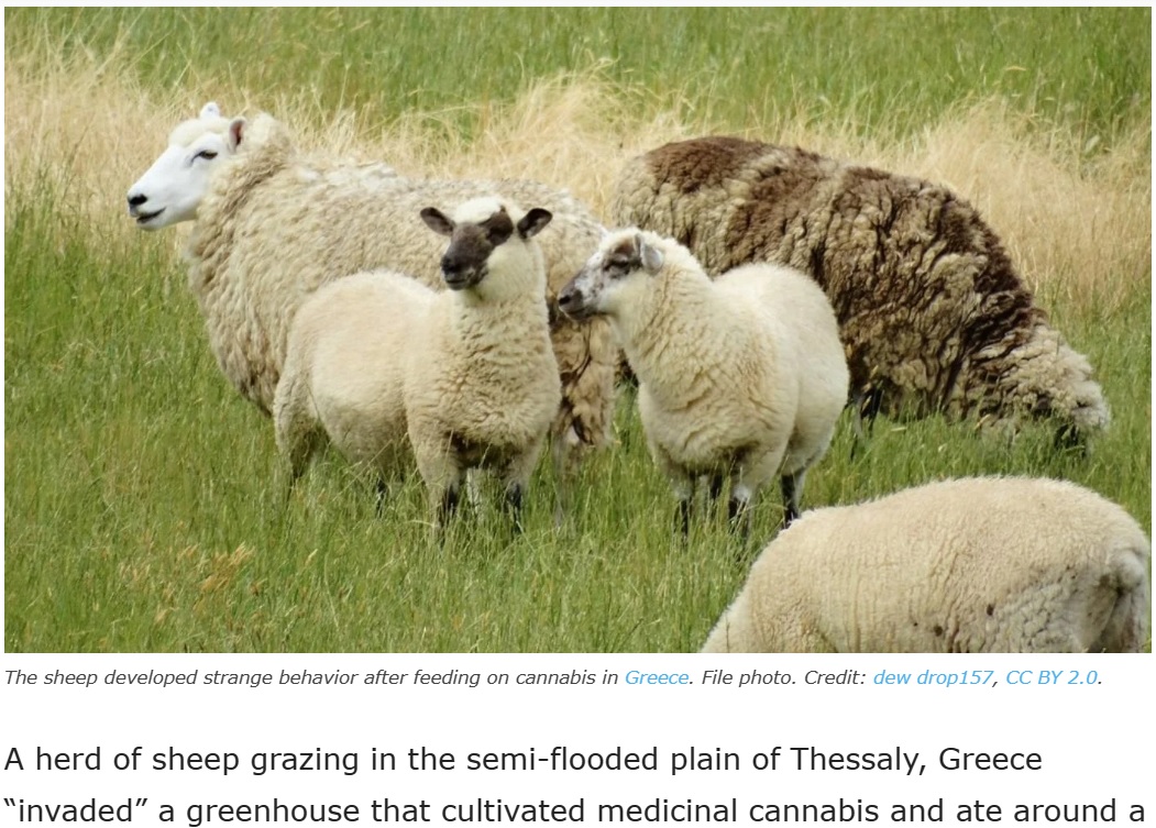 暴風雨から逃れ、エサとなる植物を探し回っていたヒツジは、医療用大麻を栽培するビニールハウスに辿り着いた（写真は当該のヒツジではありません）（画像は『GreekReporter.com　2023年9月21日付「Herd of Sheep Eat 100kg of Cannabis in Greece」（Credit: dew drop157, CC BY 2.0.）』のスクリーンショット）