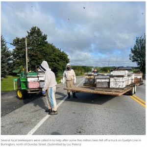 通報を受けた警察官らは、地元の養蜂家に連絡して応援を要請した。養蜂家はミツバチに刺されながらも作業を行い、3時間ほどで事態を収拾させたという（画像は『CBC.ca　2023年8月30日付「5 million bees fall off truck on Guelph Line in Burlington, Ont.」（Submitted by Luc Peters）』のスクリーンショット）