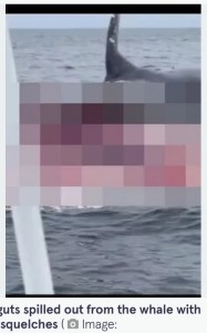 クジラの死骸は最終的にサメや他の生物の餌となり、約30年かけて死骸が分解されるという（画像は『The Mirror 2023年9月20日付「Astonishing moment humpback whale EXPLODES due to remarkable natural phenomenon」（ozzymansvideolicensing / Instagram）』のスクリーンショット）