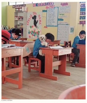 【海外発！Breaking News】「先生お願いが…」愛犬を案ずる少年の優しさに教師が心打たれる（ペルー）＜動画あり＞
