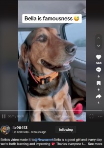 リゼッタさんは日本時間24日、ベラの動画を更新して「私は有名になっちゃった！」とキュートな投稿もしている。最近のベラはご褒美があってもなくても、リゼッタさんの呼びかけに答えることができるようになってきているという（画像は『Liz and Bella　2023年9月24日付TikTok「Bella’s video made it to ＠Newsweek Bella is a good girl」』のスクリーンショット）