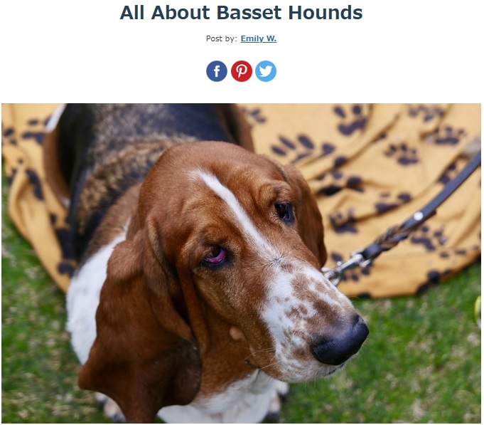 一般的なバセット・ハウンドの姿。バセット・ハウンドは顔の皮膚がたるみやすい特徴を持つが、今回フェイスリフト手術を受けた犬は、度を越えていた（画像は『ASPCA Pet Insurance　「All About Basset Hounds」』のスクリーンショット）