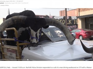 大きな角を持つことで知られるアフリカ原産の“ワトゥシ（Watusi）”と呼ばれる品種の雄牛。雄の体重は453～725キロになるという（画像は『News Channel Nebraska　2023年8月30日付「Norfolk police pull over man with bull riding shotgun」』のスクリーンショット）