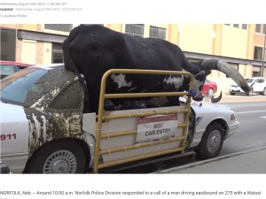 助手席のドアやフロントガラスが改造され、牛が乗車可能なように工夫されている車。ハウディ・ドゥーディの糞がこびりついているのも見て取れる（画像は『News Channel Nebraska　2023年8月30日付「Norfolk police pull over man with bull riding shotgun」』のスクリーンショット）