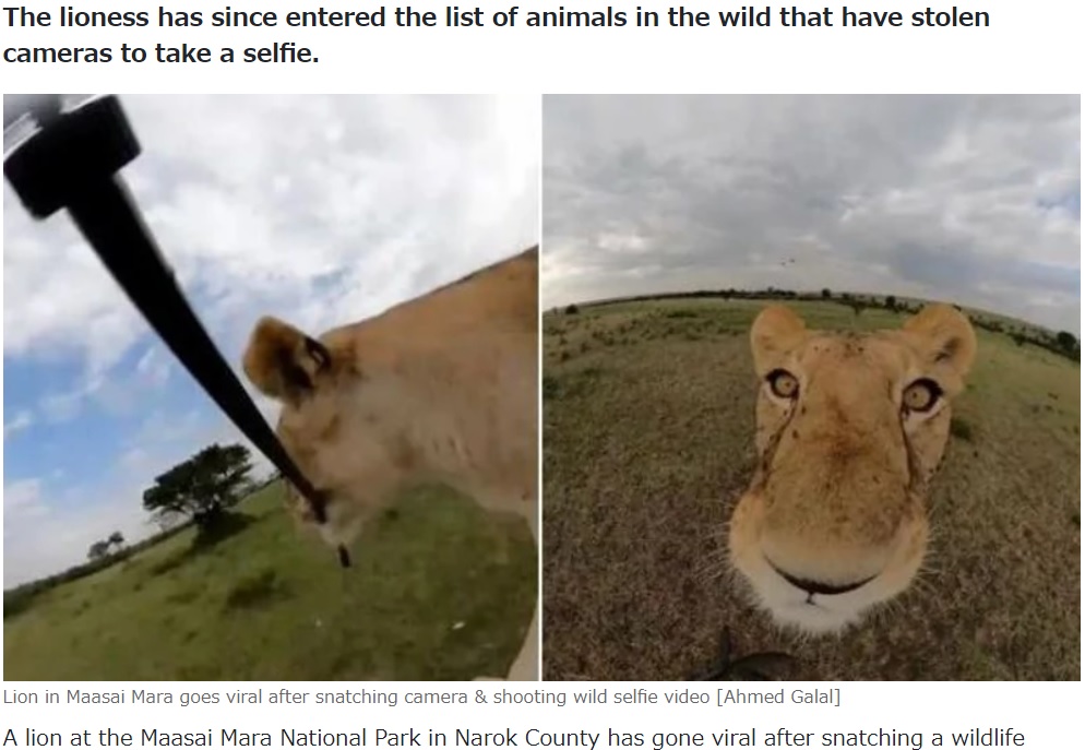 自立式の1脚スタンドに取り付けて野原に設置しておいたカメラに近寄るメスのライオン（右）。その後スタンド部分をくわえてカメラを持ち去ってしまった（画像は『Pulselive Kenya　2023年9月3日付「Lion in Maasai Mara goes viral after snatching camera ＆ shooting wild selfie video」（Ahmed Galal）』のスクリーンショット）