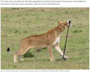 ライオンは途中で草むらにカメラを落とし、そのまま去っていってしまった（画像は『Pulselive Kenya　2023年9月3日付「Lion in Maasai Mara goes viral after snatching camera ＆ shooting wild selfie video」（Ahmed Galal）』のスクリーンショット）