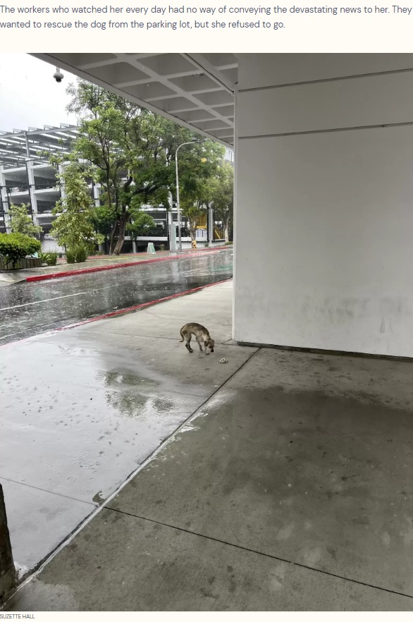 病院のスタッフに餌をもらってはいたものの、体が衰弱していったというヒラリー。雨の日も飼い主を待ち続けた（画像は『The Dodo　2023年9月1日付「Loyal Dog Stares At Emergency Room Entrance For 10 Days, Hoping To See Her Human Again」（SUZETTE HALL）』のスクリーンショット）