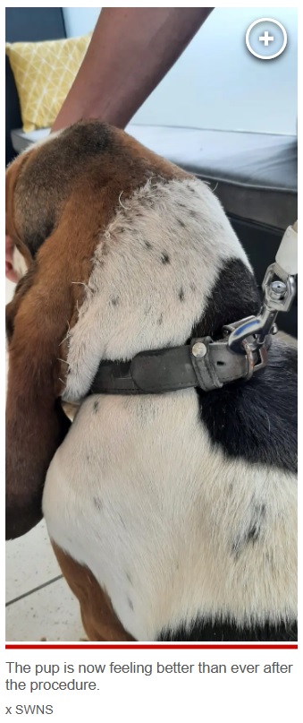 担当獣医は犬の首の後ろ部分から皮膚を取り除き、まぶたの上の皮膚が伸びるよう、引っ張るようにして縫合した（画像は『New York Post　2023年9月10日付「My basset hound was having trouble seeing — I took him to get a facelift」（SWNS）』のスクリーンショット）
