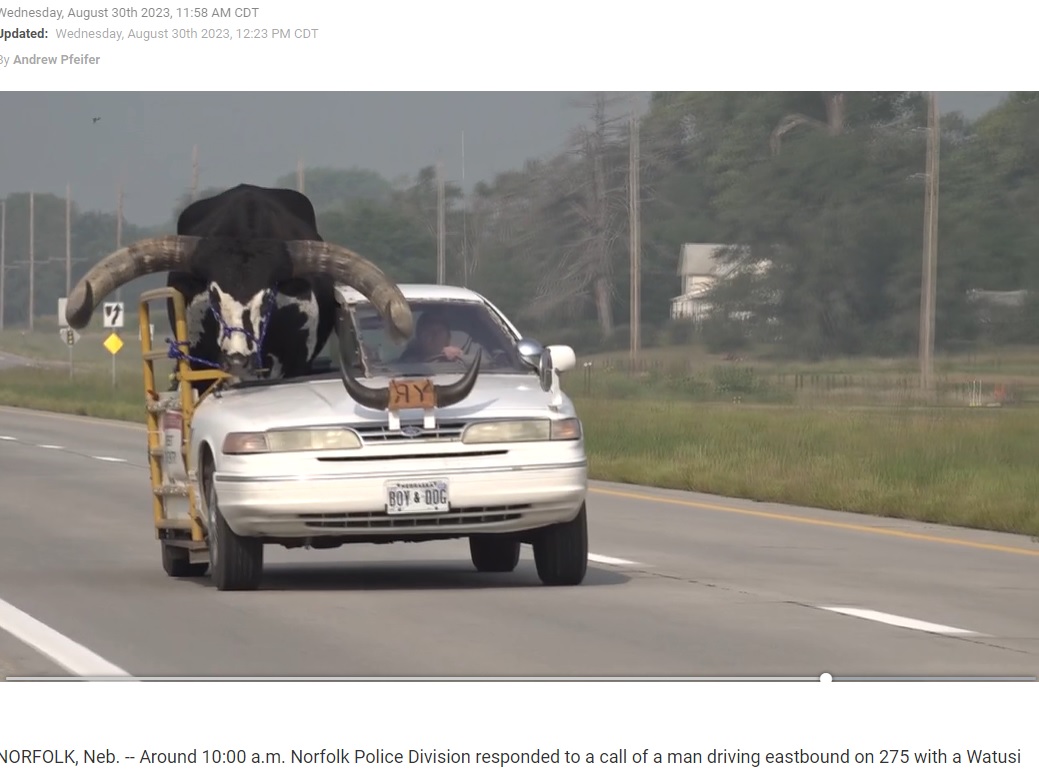 牛の数が人口の3.5倍と言われる米ネブラスカ州で8月30日、助手席に大型の雄牛を載せた乗用車が目撃された（画像は『News Channel Nebraska　2023年8月30日付「Norfolk police pull over man with bull riding shotgun」』のスクリーンショット）