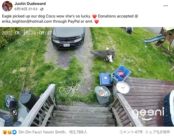 カナダのブリティッシュ・コロンビア州の民家で2022年6月、庭で遊んでいたヨークシャー・テリアがハクトウワシに襲われていた（画像は『Justin Dudoward　2022年6月18日付Facebook「Eagle picked up our dog Coco wow she’s so lucky.」』のスクリーンショット）