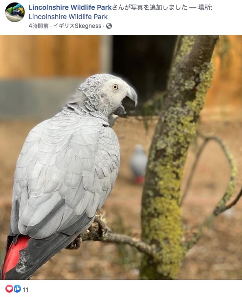 英リンカンシャー州にある動物公園では2020年、来園者を口汚く罵倒するヨウムが裏に隔離されていた（画像は『Lincolnshire Wildlife Park　2020年9月29日付Facebook「The famous swearing parrots unveiled….」』のスクリーンショット）