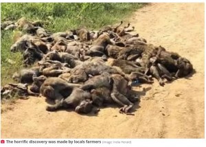 人里離れた場所で発見された100匹もの野生のサルの死骸。地元では毒殺された可能性を視野に入れている（画像は『The Daily Star　2023年10月9日付「Rotting pile of 100 monkey corpses dumped on top of each other sparks poison probe」（Image: India Herald）』のスクリーンショット）