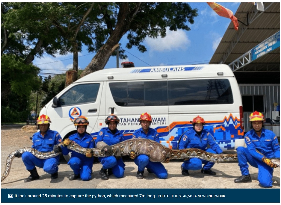 体長7メートルのアミメニシキヘビを、6人がかりで支えて撮影が行われた。このヘビは南アジアと東南アジアに生息し、世界最長のヘビと言われている（画像は『The New Paper　2023年10月20日付「140kg python caught in Malaysia after making a meal of goat」（PHOTO: THE STAR/ASIA NEWS NETWORK）』のスクリーンショット）