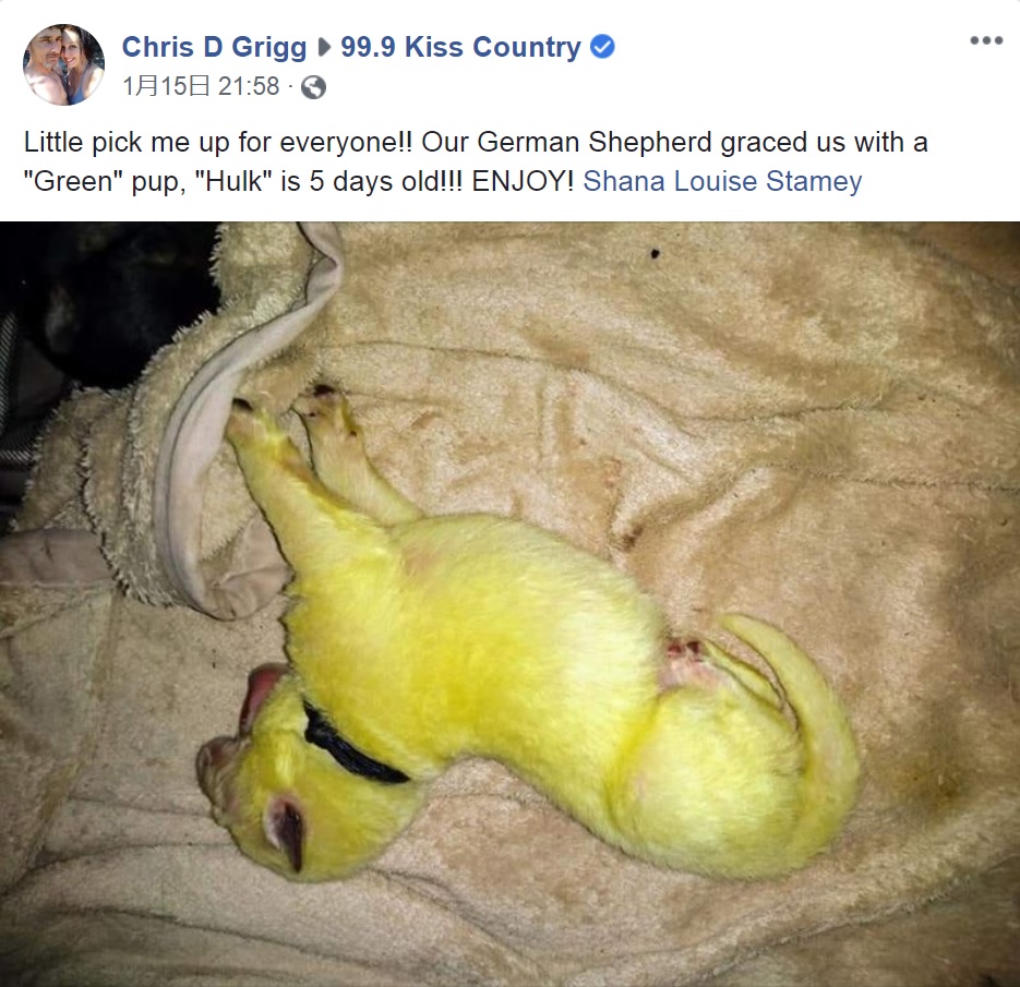 米ノースカロライナ州で2020年1月、黄緑色のジャーマン・シェパードが誕生（画像は『Chris D Grigg　2020年1月15日付Facebook「Little pick me up for everyone!! Our German Shepherd graced us with a “Green” pup, “Hulk” is 5 days old!!! ENJOY! Shana Louise Stamey」』のスクリーンショット）