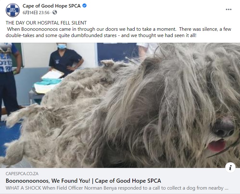 2021年6月、南アフリカの動物保護団体が保護したプードル。生まれてから一度も毛の手入れをされたことがないように見えたという（画像は『Cape of Good Hope SPCA　2021年6月14日付Facebook「THE DAY OUR HOSPITAL FELL SILENT」』のスクリーンショット）