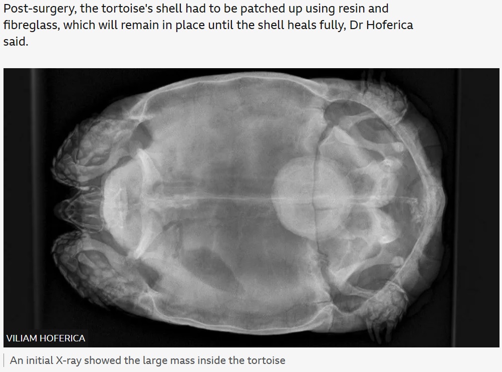 獣医がレントゲン撮影を行ってみると、大きな丸い影が写った。これが膀胱結石で、人間にたとえるとバスケットボールサイズにもなる大きな結石だった（画像は『BBC　2023年9月29日付「Tortoise’s tennis ball-sized bladder stone removed」（VILIAM HOFERICA）』のスクリーンショット）