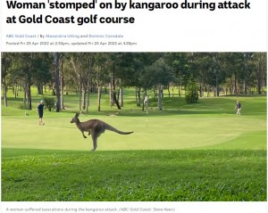 豪クイーンズランド州アランデルにあるゴルフ場で2022年4月、メスのカンガルーが69歳の女性を突然襲う（画像は『ABC　2022年4月29日付「Woman ‘stomped’ on by kangaroo during attack at Gold Coast golf course」（ABC Gold Coast: Steve Keen）』のスクリーンショット）
