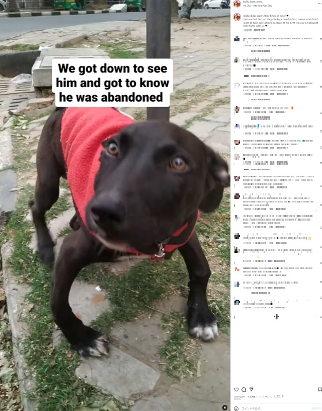 インドで「足が曲がっている」と捨てられた犬。今年9月に犬のレスキュー活動を続けるグループが保護してから1年間の様子を投稿すると、大きな反響を呼んだ（画像は『Kween B.　2023年9月17日付Instagram「Abby bhau ka safar」』のスクリーンショット）