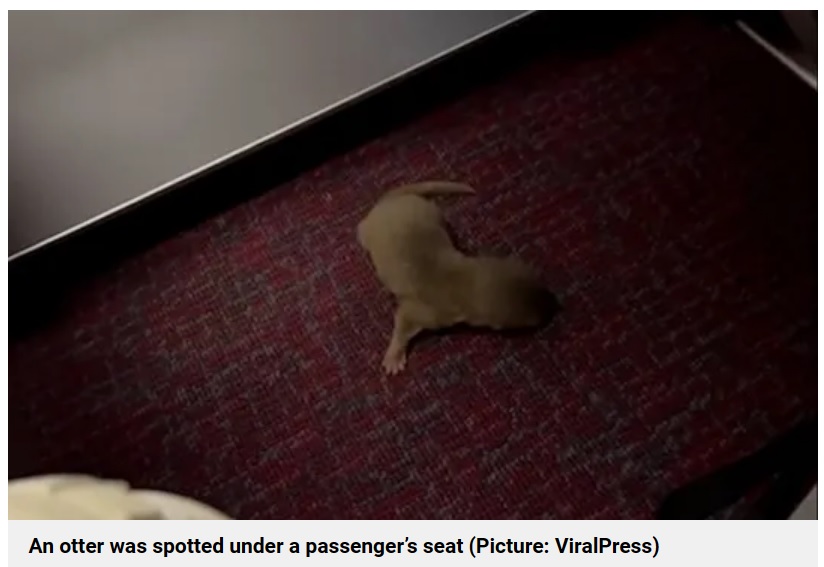 ネズミを捜索していると、座席の下からカワウソの赤ちゃんが見つかった。最終的に、乗客が目撃したネズミも捕獲された（画像は『Metro　2023年10月5日付「Otter and rat cause absolute havoc on flight after escaping from hand luggage」（Picture: ViralPress）』のスクリーンショット）