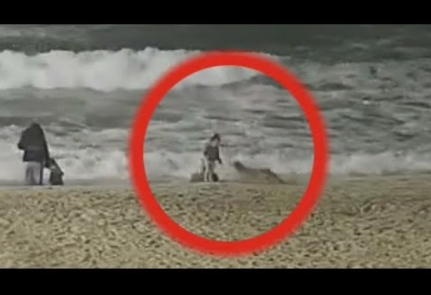米カリフォルニア州のビーチで2022年4月、2歳女児がコヨーテに襲われる。監視カメラの映像に衝撃が広がった（画像は『FOX 11 Los Angeles　2022年4月30日公開 YouTube「Coyote attacks little girl near Huntington Beach pier」』のサムネイル）
