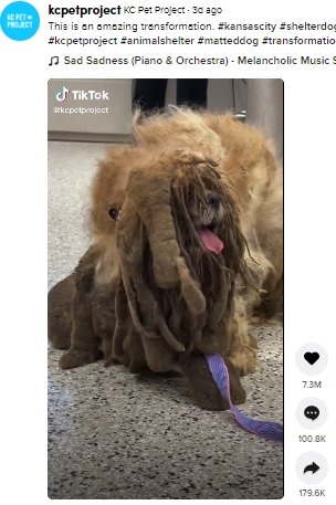 2021年6月、米ミズーリ州のアニマルシェルターにやってきたシーズーのオス犬。犬かどうかの判別も不可能なほど被毛が伸びて固まっていた（画像は『KC Pet Project　2021年6月16日付TikTok「This is an amazing transformation」』のスクリーンショット）