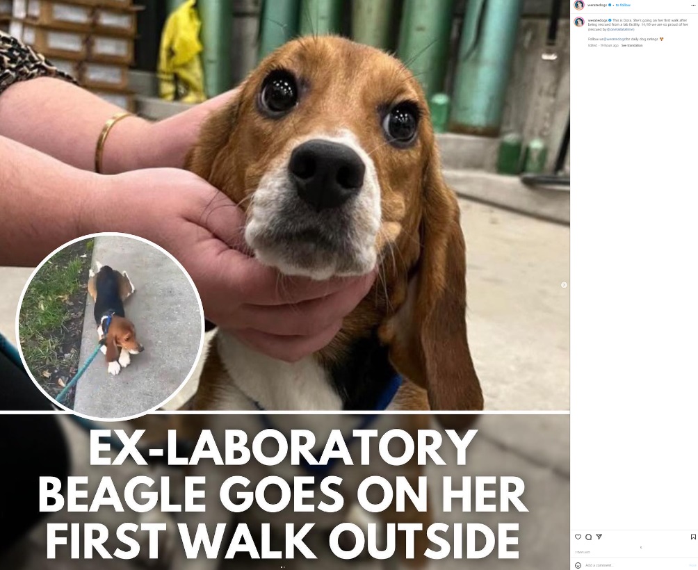 米イリノイ州の動物保護団体に救助されたビーグル犬。医療用の実験動物として生まれ育ち、散歩をしたこともなかったという（画像は『WeRateDogs　2023年10月27日付Instagram「This is Dora.」』のスクリーンショット）