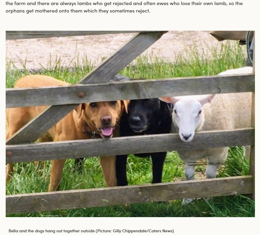 2021年にはイギリスにいる自身のことを犬だと思い込んでいる羊が話題になった。羊は、犬と信頼関係を築き、とても仲が良さそうだ（画像は『LaptrinhX / News　2021年3月28日付「Sheep rejected by mum now thinks she’s a dog」（Picture: Gilly Chippendale/Caters News）』のスクリーンショット）