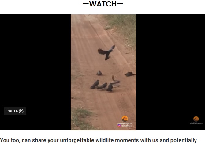 南アフリカの動物保護区で2022年、鳥たちが1匹のヘビを取り囲み、執拗に攻撃する姿が捉えられていた（画像は『Latest Sightings　2022年5月17日付「Angry Birds Gang Up and Attack Snake」』のスクリーンショット）