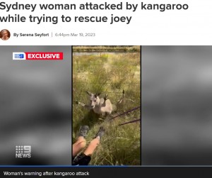 豪ニューサウスウェールズ州シドニー郊外キャンベルタウンで2022年12月、フェンスに挟まれた子カンガルーを助けようとした女性に母カンガルーが飛び掛かる（画像は『9News　2023年3月19日付「Sydney woman attacked by kangaroo while trying to rescue joey」（Nine）』のスクリーンショット）