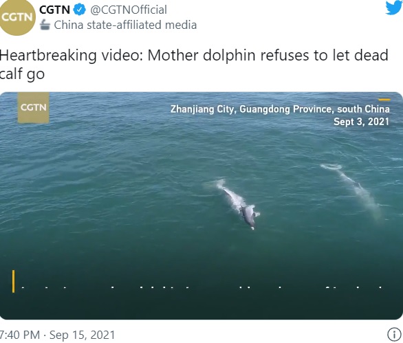 中国南西部の海で2021年9月、子供の亡骸を頭に乗せたり押したりして泳ぐ母イルカの姿が動画に収められた。専門家によると「子供を追悼する儀式の一つ」とのことだ（画像は『CGTN　2021年9月15日付Twitter「Heartbreaking video: Mother dolphin refuses to let dead calf go」』のスクリーンショット）