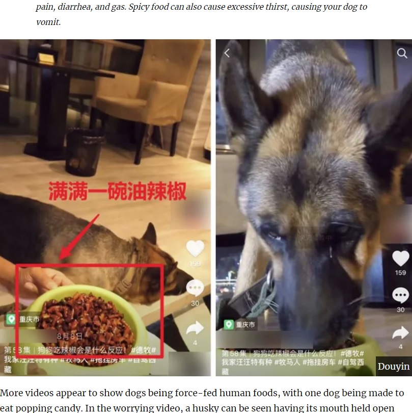 中国のSNSで2020年に問題になった「食べる放送」。犬に激辛料理やキャンディーなどを無理やり与えて、その様子をライブ配信する飼い主が急増していた（画像は『UNILAD　2020年9月18日付「Influencers Force-Feeding Dogs Online Under Fire After Mukbang Videos Banned In China」（Douyin）』のスクリーンショット）