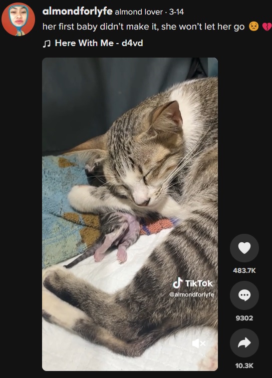 今年3月、初産で3匹のうち2匹の赤ちゃんが死んでしまった母ネコ。亡骸から離れようとせず、しばらく寄り添っていた（画像は『Almond lover　2023年3月14日付TikTok「her first baby didn’t make it」』のスクリーンショット）