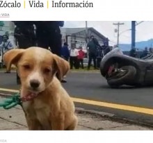 【海外発！Breaking News】バイク事故で亡くなった飼い主のそばで震える子犬、その表情に涙（グアテマラ）＜動画あり＞