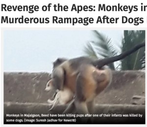 インドでは2021年12月に「復讐に燃えるサルの群れ」が関心を集めていた。サルは群れの子猿が犬に襲われて死んでしまったことで復讐のために次々に子犬を連れ去っては250匹もの命を奪っていた（画像は『News18　2021年12月17日付「Revenge of the Apes: Monkeys in Maha’s Beed On a Murderous Rampage After Dogs Kill One of their Infants」（Image: Suresh Jadhav for News18）』のスクリーンショット）
