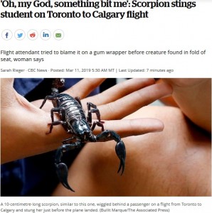2019年には機内にサソリが現れ、乗客が刺されてしまった（画像は『CBC.ca　2019年3月11日付「‘Oh, my God, something bit me’: Scorpion stings student on Toronto to Calgary flight」』のスクリーンショット）