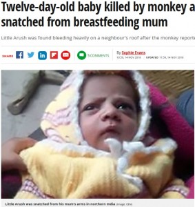 2018年インドでサルに連れ去られた生後間もない男児が死亡した。サルは開け放たれていた玄関から侵入し、授乳中の乳児を母親から奪い去ったという（画像は『Mirror　2018年11月14日付「Twelve-day-old baby killed by monkey after being snatched from breastfeeding mum」（Image: CEN）』のスクリーンショット）