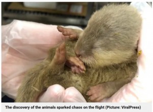 カワウソの赤ちゃんは足取りもおぼつかなく、生後間もない様子だった。台湾到着後に機内の捜索が行われると、段ボールに入った28匹のカメやヘビなど、30匹以上の動物が見つかった（画像は『Metro　2023年10月5日付「Otter and rat cause absolute havoc on flight after escaping from hand luggage」（Picture: ViralPress）』のスクリーンショット）