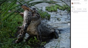 米フロリダ州の人工湿地で今年3月、大きなワニが小さなワニを襲う瞬間が捉えられる。大きなワニは小さなワニを地面に叩きつけ、首の骨をへし折っていた（画像は『Barbara D’Angelo　2023年3月16日付Facebook「Some more shots of a bull alligator eating another alligator」』のスクリーンショット）