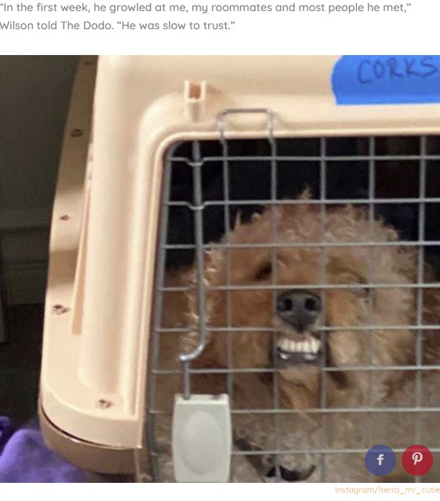 米カリフォルニア州で野良犬を殺処分する施設にやってきた犬。2019年12月、動物保護団体に保護されて命を救われていた（画像は『The Dodo　2020年6月15日付「Dog With A Sad Past Is So Happy He Got A Second Chance」（Instagram/herro_mr_cutie）』のスクリーンショット）