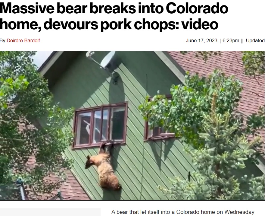 米コロラド州の民家に今年6月、忍び込んだクマ。2階窓からの脱出を試みたが、飛び降りることができず悪戦苦闘していた（画像は『New York Post　2023年6月17日付「Massive bear breaks into Colorado home, devours pork chops: video」』のスクリーンショット）