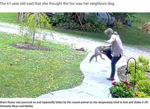 米ニューヨーク州で2022年7月、野生のキツネの襲撃を受けた女性。後に捕獲されたキツネは、狂犬病だったことが判明したという（画像は『Fox News　2022年8月25日付「New York woman fights off rabid fox in her front yard, thought she would be ‘eaten alive’」（Kennedy News and Media）』のスクリーンショット）