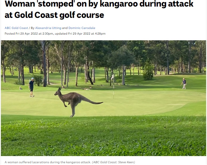 豪クイーンズランド州のゴルフ場で2022年4月、カンガルーが69歳女性に背後から襲いかかり、裂傷を負わせていた（画像は『ABC News　2022年4月29日付「Woman ‘stomped’ on by kangaroo during attack at Gold Coast golf course」（ABC Gold Coast: Steve Keen）』のスクリーンショット）