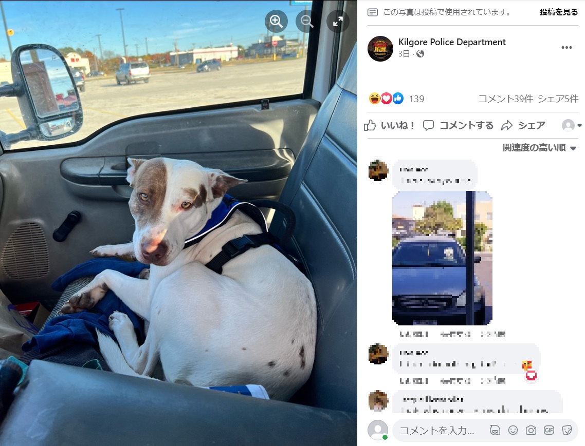 2022年にアメリカでスーパーの駐車場で犬が操作した車が2台に衝突。写真には、事故後の驚きと罪の意識を感じる犬の姿（画像は『Kilgore Police Department　2022年12月1日付Facebook「KPD apprehended a reckless driver today after he ran into two cars in the parking lot Walmart.」』のスクリーンショット）