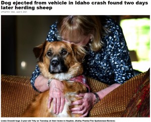 2021年アメリカで行方不明のボーダーコリーのミックス犬を羊小屋で発見するという出来事が起こった。牧羊犬の本能に導かれたのかと話題になった（画像は『The Spokesman-Review　2021年6月9日付「Dog ejected from vehicle in Idaho crash found two days later herding sheep」（Kathy Plonka/The Spokesman-Review）』のスクリーンショット）