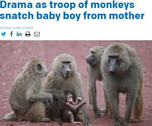 2022年タンザニアの民家にサルの群れが押し入り、授乳中の赤子を母親から奪い去った。赤子は村人たちの必死の救出も虚しく、頭と首に受けた怪我がもとで病院にて死亡が確認された（画像は『The Citizen　2022年6月20日付「Drama as troop of monkeys snatch baby boy from mother」』のスクリーンショット）