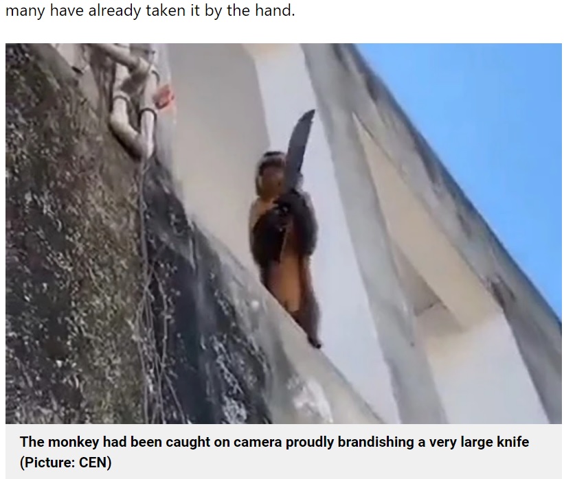 2022年にはブラジルでナイフを持ったサルが1週間も街を徘徊した。人々を脅すような仕草もしていたという（画像は『Metro　2022年6月25日付「Knife-wielding monkey ‘running riot’ and terrorising town」（Picture: CEN）』のスクリーンショット）