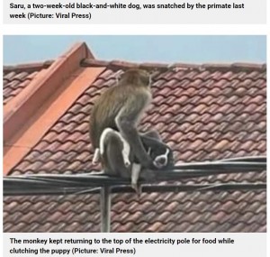 2021年マレーシアにて野生の猿が生後2週間の子犬を連れ去ってしまう事態が発生した。子犬は3日間かけて救出された（画像は『Metro　2021年9月21日付「Puppy taken hostage by a wild monkey for three days」（Picture: Viral Press）』のスクリーンショット）