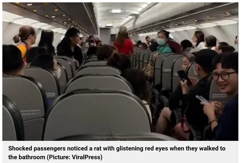 タイから台湾へ向かうフライトの機内で、搭乗客がネズミの姿を発見した。状況を知った客室乗務員が捜索を行うと、ネズミの他にカワウソの赤ちゃんも見つかった（画像は『Metro　2023年10月5日付「Otter and rat cause absolute havoc on flight after escaping from hand luggage」（Picture: ViralPress）』のスクリーンショット）
